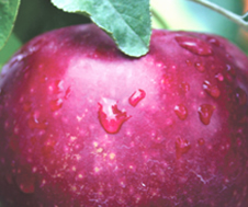 Mindful Eating